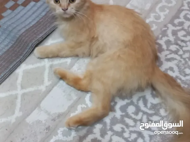 قط شيرازي للتبني