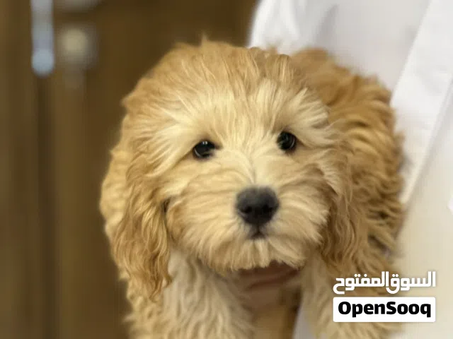 بيع كلاب بودل