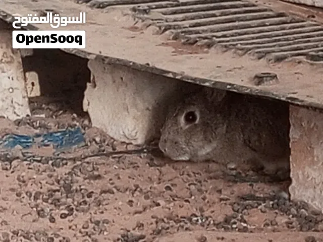 السلام عليكم فيه 7ارنب للبيع  و اخزز