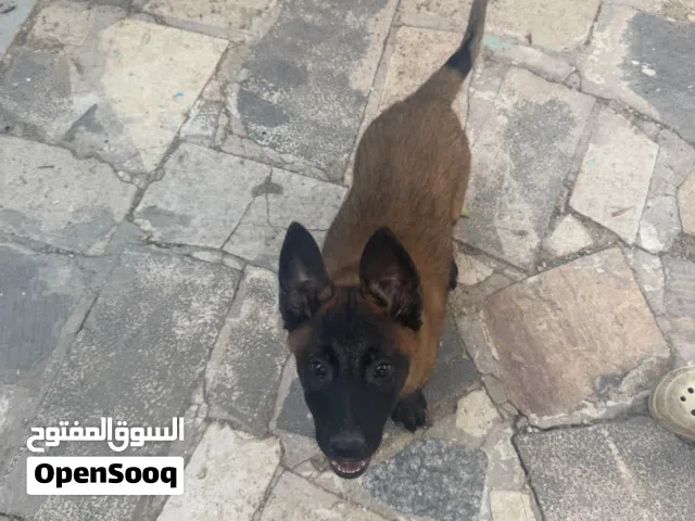 جراء بلجم ملينو مستوى خارق درايف عالي صحه ممتازه العمر  مع كامل المطاعيم العمر ثلاث شهور
