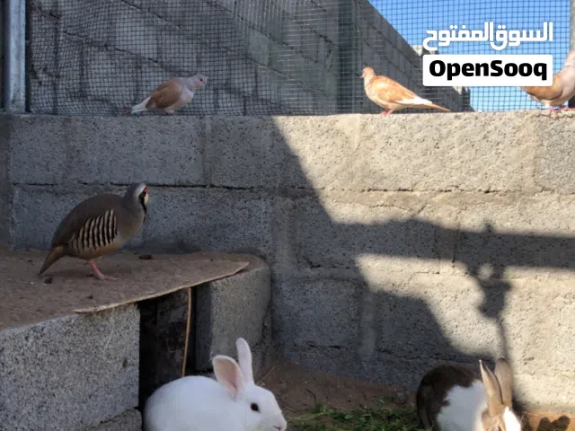 ارنب فرنسي ذكر