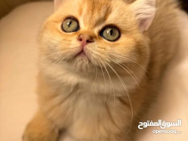 قطة للبيع لعشاق السلالات الفاخرة