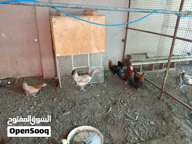 دجاج حب حب عماني منتج