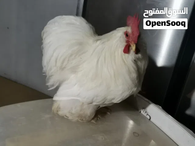 دجاج استرالي لحيه