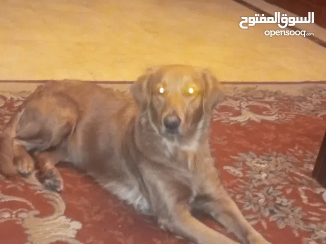 كلبه جولدن بيور للتبنى