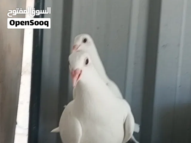 4 فراخ زواجل فطم جديد اخوان 2 ابيض و2 احمر  دم قوي جاهزات للكرش