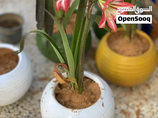 نباتات منزليه مزهره