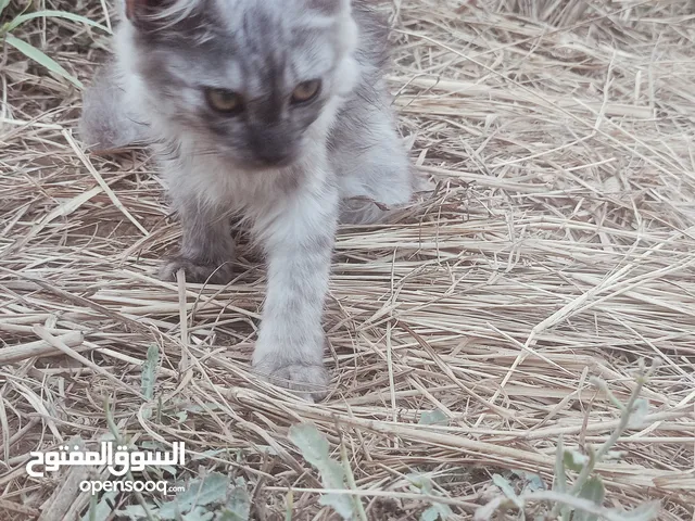 قط شرازي انثا