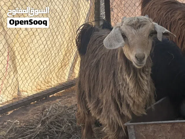 صخلات للبيع