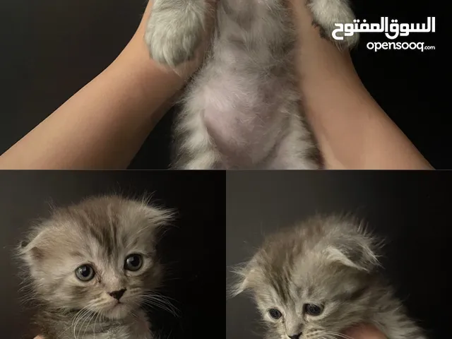 scottish fold kittens up for adoption