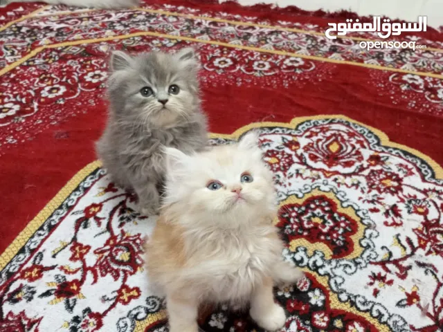 قطط عمرهم 40يوم لعوبين جدا ومتعودين على كل شيء وبيدخلو الليتر بوكس وتاكل دراي فود و وايت فود ذكور وإ