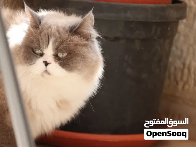 قطة راغدول للبيع