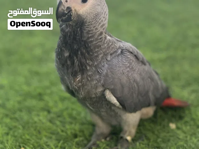 African Grey (Kasko) Chick