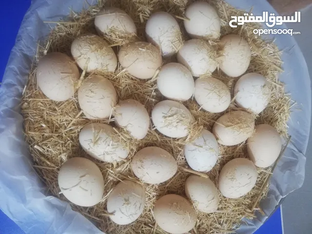 بيض عرب
