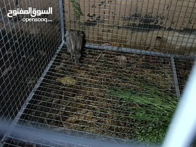 ارنب بري ذكر عمرة سنه ونصف 50ريال