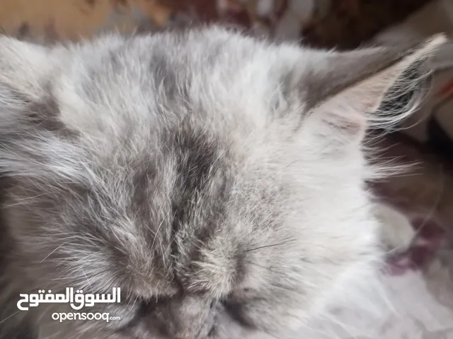 إسلام عبادي قطط