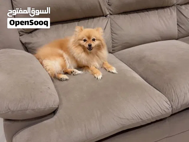 للبيع جراوي بومريناين