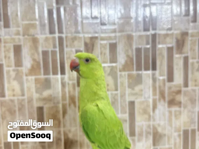 بغبغاء دره أخضر السعر 18