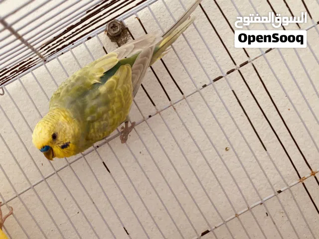 دكر رينبو متوفر ريش مصراته بي جنب جزيره قراره