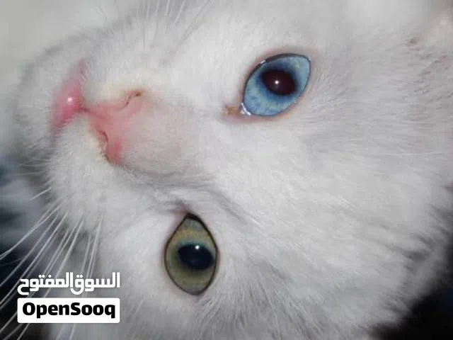Chats blancs et siamois