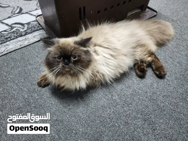 قط ذكر للبيع