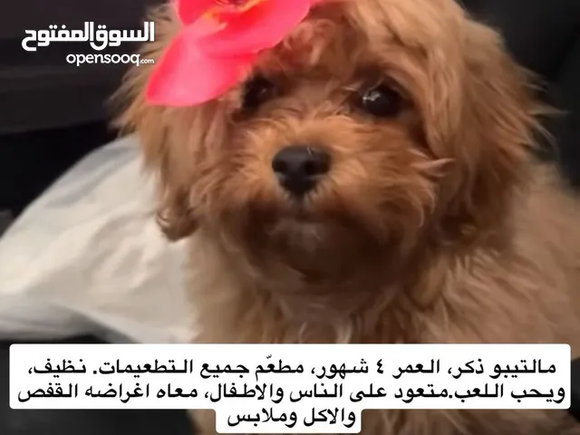مالتيبو