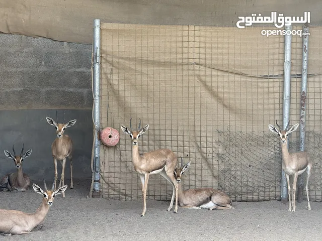 متوفر اناث عشر