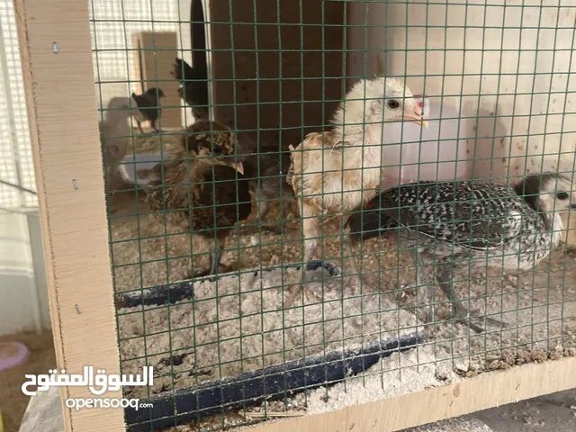 للبيع صوص وبط