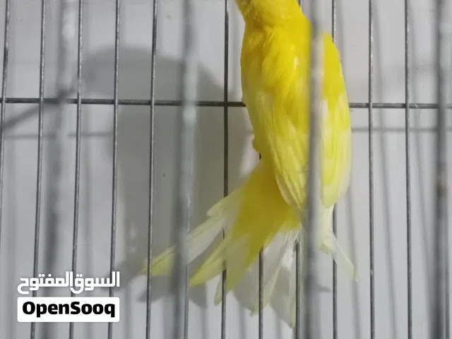 فحل كنار هوسو