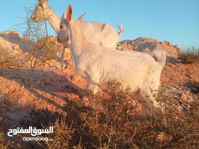 عدد اثنين جديان. السلالة سانين. ماعز حلوب.