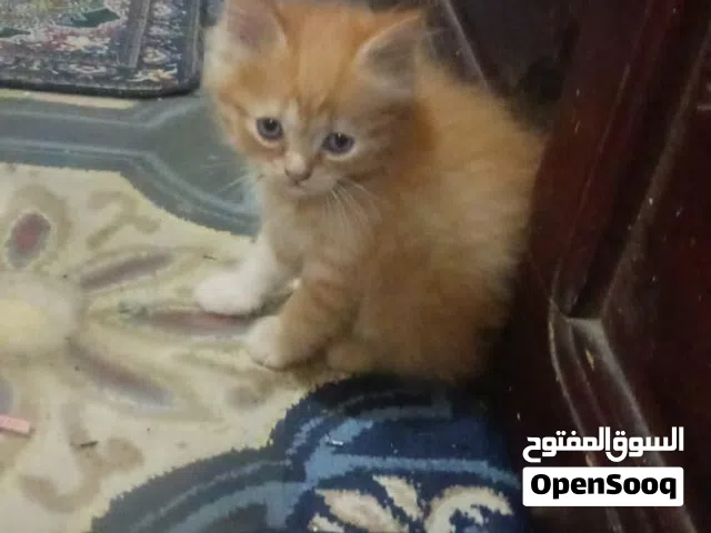 قطط شيرازي ماشاء الله