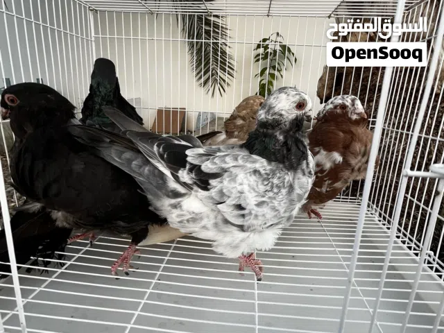 حمام زينة مختلف الانواع