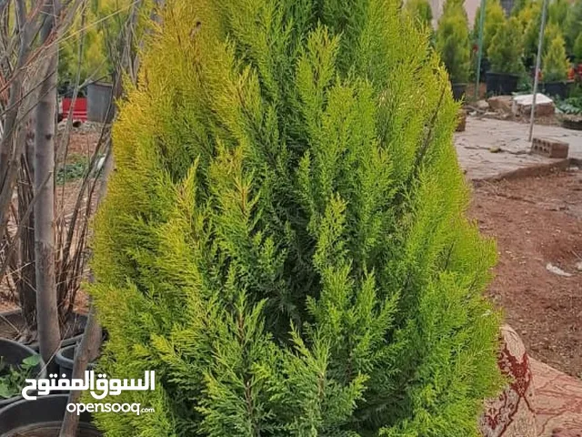 جولد ستار ايطالي العمر خمس سنين واصل ب 35 دينار  مزروع ب 40 دينار  شلال عجلوني حجر مخرم ب 1200 دينار