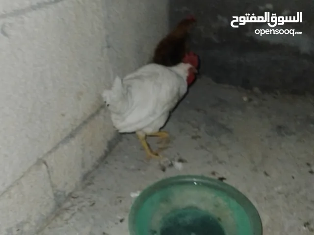 ديوك للبيع او للبدل