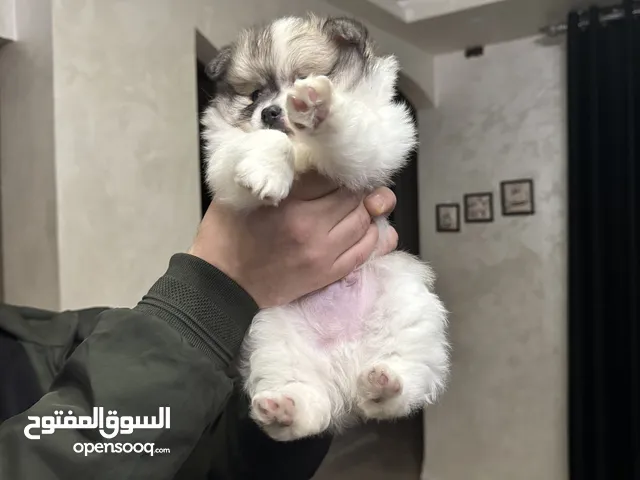 كلب بومرينيان