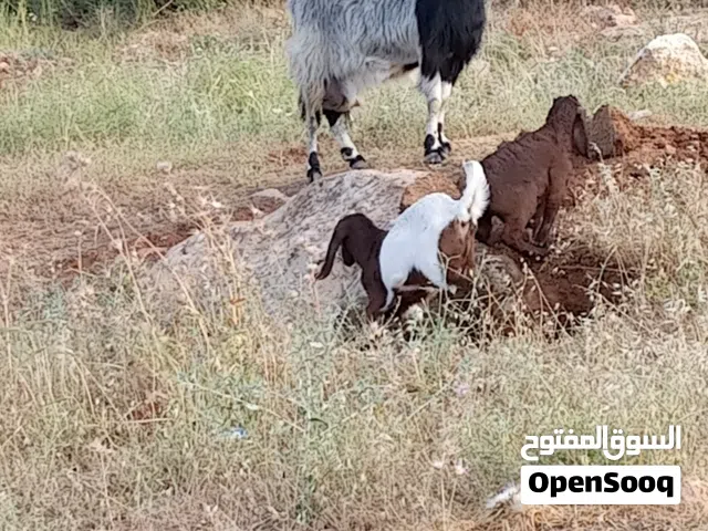 عنز  عجميه