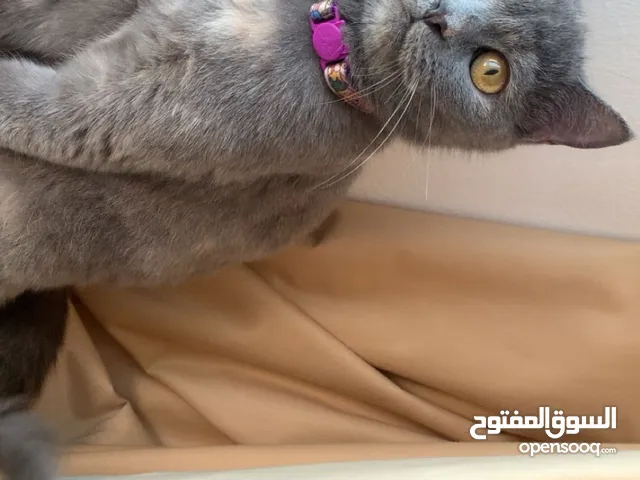 بريتش سكوت