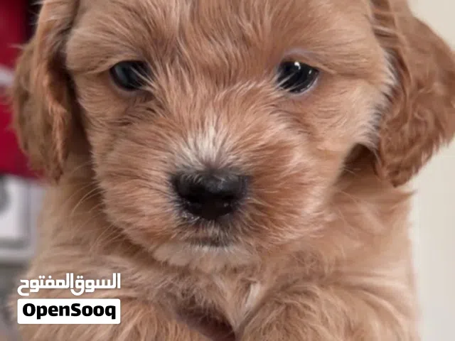 Toy poodle
