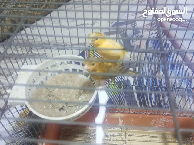 جوز كنار فحل شغال 100% والطيره بدايه شغلها