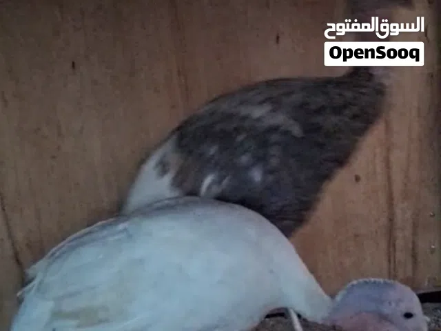 دجاج رومي للبيع