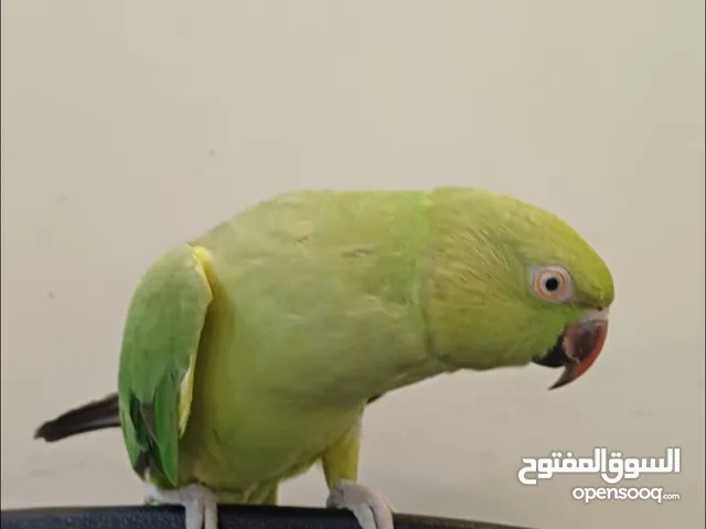 بغبغاء متوه للبيع اليف بالقفص 35 بدون30