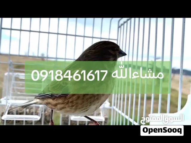 دكر تجاويد غناء مشاءالله