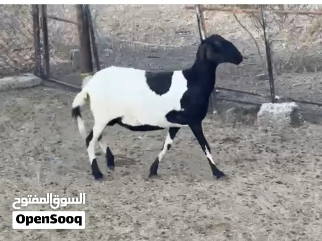 جاعدة تهجين سوداني على سانتا