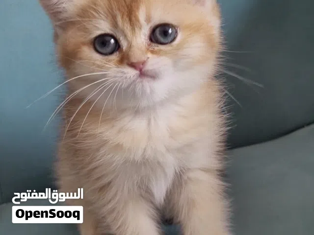بريتيش جولدن شورت هير