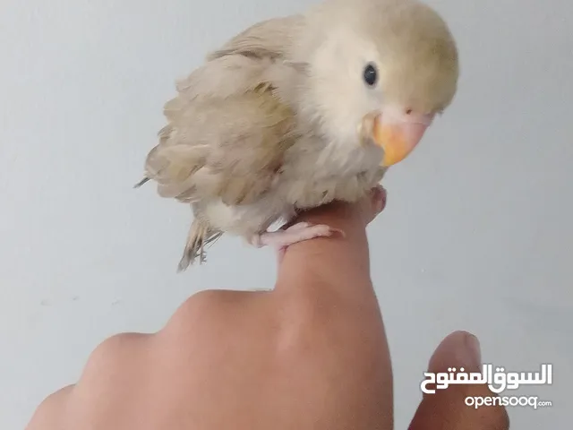 we train any type of baby bird
