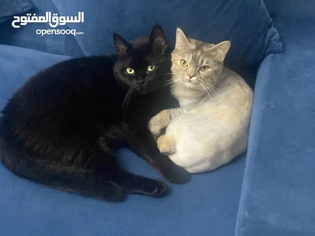 قطتين للتبني معًا two cats for adoption together