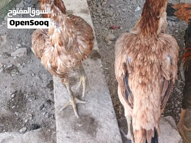 دجاجة هراتي