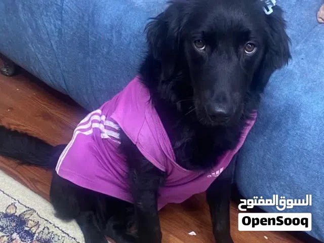 للتبني للتبني بلاك ريتريفر بريطاني مدرب طاعة للتبني انثى