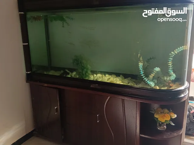 حوض حوت المؤلف فين قطعتين