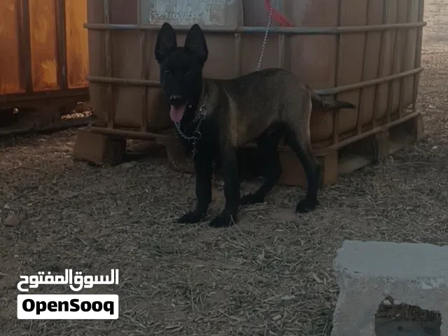 جرو ماشالله الله تبارك الرحمن عمر شهور ونص أوامر الله يبارك شراسه فل الفل جرو درجه ماعند ما تقولفي